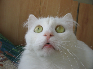 Малюк